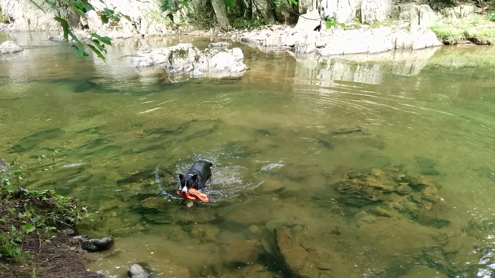 Fetching Water Creature